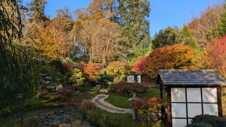 A vibrant woodland scene in autumnal colours of red and orange, with a traditional Japanese tea house in the foreground